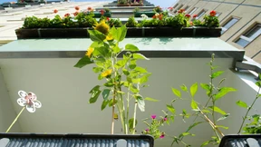 Wie steht es um die Mieten in Deutschland?