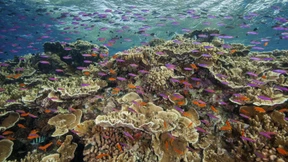 Australien sagt 700 Millionen Dollar für Rettung des Great Barrier Reef zu