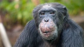 „Selbst ein Affe hätte mehr Geld verdient als Trump“