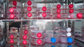 Heimtückische Einzelwesen