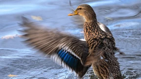 Ente bleibt draußen