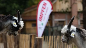 Triumphieren die Impfmärchen über die Fakten?