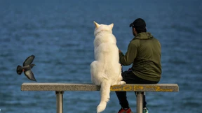 Mein Plüschhund muss ausgeführt werden!