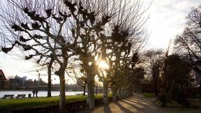 Herrscht hierzulande „Baumfrevel mit System“?