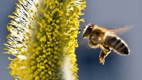 Reichlich Honig dank früher Blüte