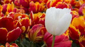 Selten – und dennoch im Blick