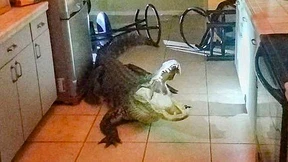 Alligator verwüstet Küche 