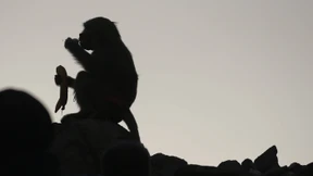 Also sprach der Bananenbär