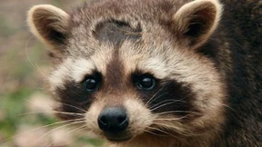 Heimische Tiere leiden unter Waschbären