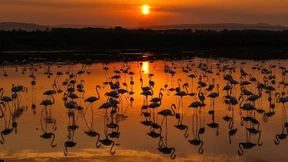 Wo Flamingos in der Türkei zu beobachten sind