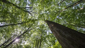 In der Krise sind Anlagen in Wald gefragt