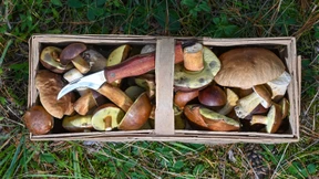 Worauf man beim Pilzesammeln achten sollte