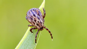 Zecken in Hessen schon aktiv