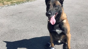 Polizeihunde in Zürich tragen wegen Hitze Schuhe