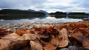 Immer mehr Fische leiden in dunkler Brühe