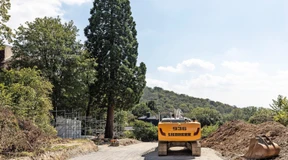 Alter Mammutbaum soll Neubauten weichen