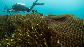 40 Taucher retten Korallenriff