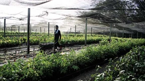 Dem Regenwald droht ein savannenähnlicher Zustand