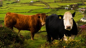 Irland kehrt erfolgreich an Kapitalmarkt zurück