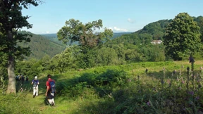 Die Heidelbeere liebt den Sandstein