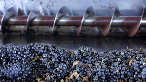 Wassermangel trifft weltberühmte Weine