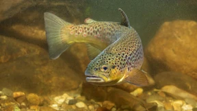 Hoffnung auf bessere Überlebenschancen