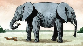 Bürde des Doppelpasses