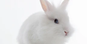 Wie man Kindern von der Flucht erzählt