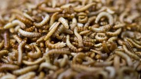 Insekten als Tierfutter