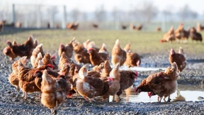 Wie viel Geld ist Verbrauchern der Tierschutz wert?