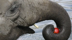 Was an Äpfeln so gesund ist