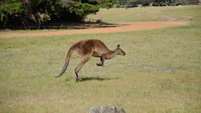1606 Kängurus zum Abschuss freigegeben