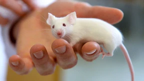 Sonst bleibt nur der Menschenversuch