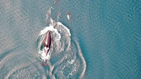 Müssen Tiere in Zukunft mehr kooperieren?