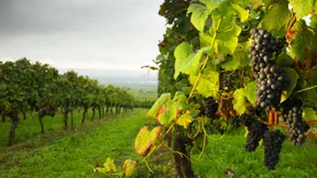 Plankner und Sautt kehren zurück aufs Etikett 