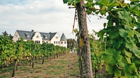 Wie der Wein an die Nordsee kam
