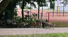 „Das wäre schon ein sehr mutiertes Wildschwein“