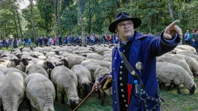 Berufsschäfer streiten um Umgang mit dem Wolf