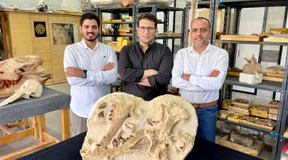 Ägyptische Forscher entdecken 41 Millionen Jahre alten Urwal