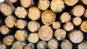 Waldbesitzer leiden unter Holzdiebstahl