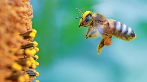 Ahnungslose Bienenhalter