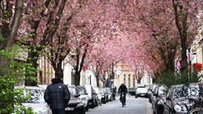 Blütenpracht ohne Maskenpflicht