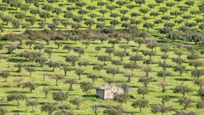 Wie die Mafia die Landwirtschaft untergräbt
