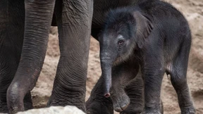 Elefantenbaby erkundet seine neue Heimat