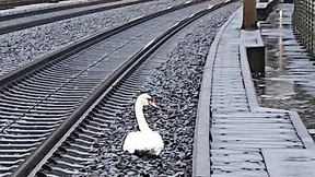 Trauernder Schwan blockiert ICE-Strecke