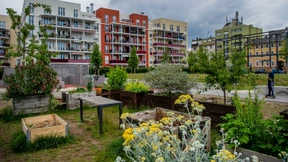 Gärtner im städtischen Guerillakampf