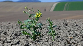 Landwirte befürchten Ernteverluste