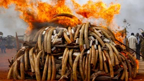 Stoßzähne im Wert von 100 Millionen Dollar angezündet