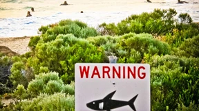 Mit Drohnen gegen Hai-Attacken