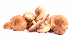 Welch Fruchtkörper!